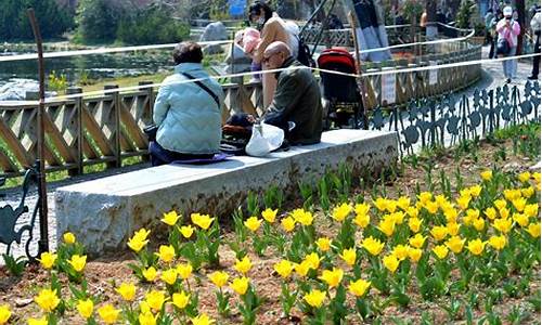 青岛中山公园郁金香_青岛中山公园郁金香图片