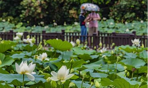 洪湖公园荷花几月开_洪湖公园荷花几月开花