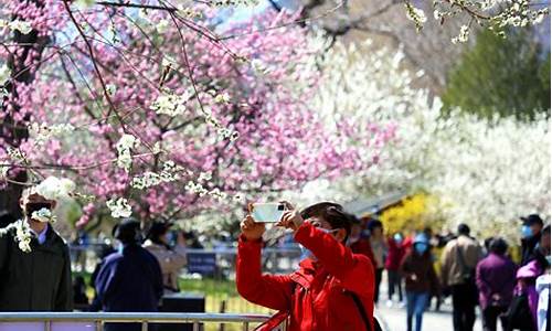 北京公园 赏花_北京公园赏花时间表