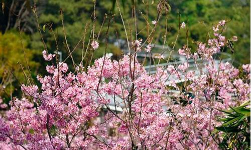 厦门狐尾山公园樱花谷_厦门狐尾山公园樱花谷什么时候开