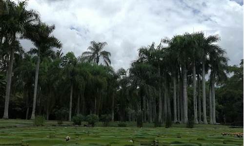 中科院西双版纳植物园旅游攻略_中科院西双版纳植物园门票价格