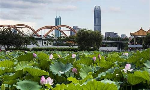 木棉洪湖公园