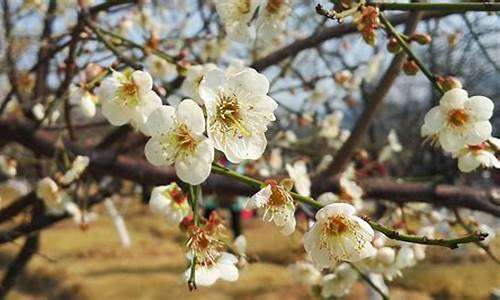 香雪公园的梅花_香雪公园的梅花是什么品种